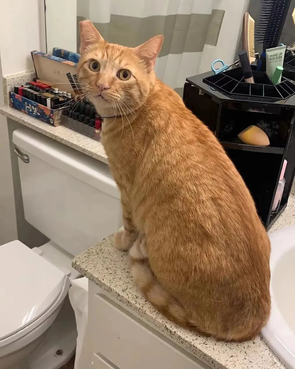 20多斤巨型橘猫,20斤的流浪橘猫