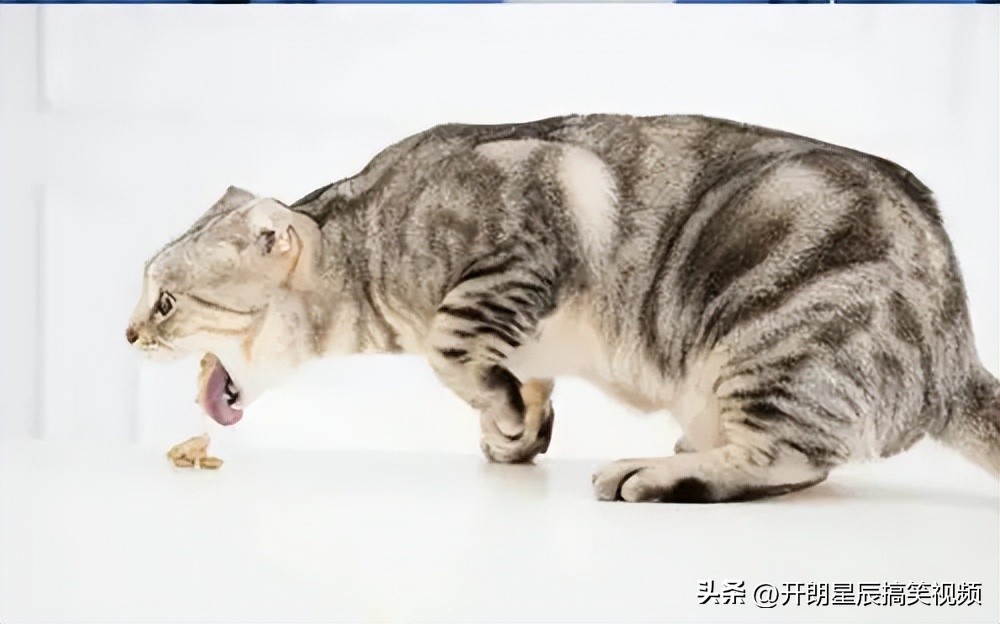 让人哭笑不得的神回复,让人哭笑不得的搞笑神回复