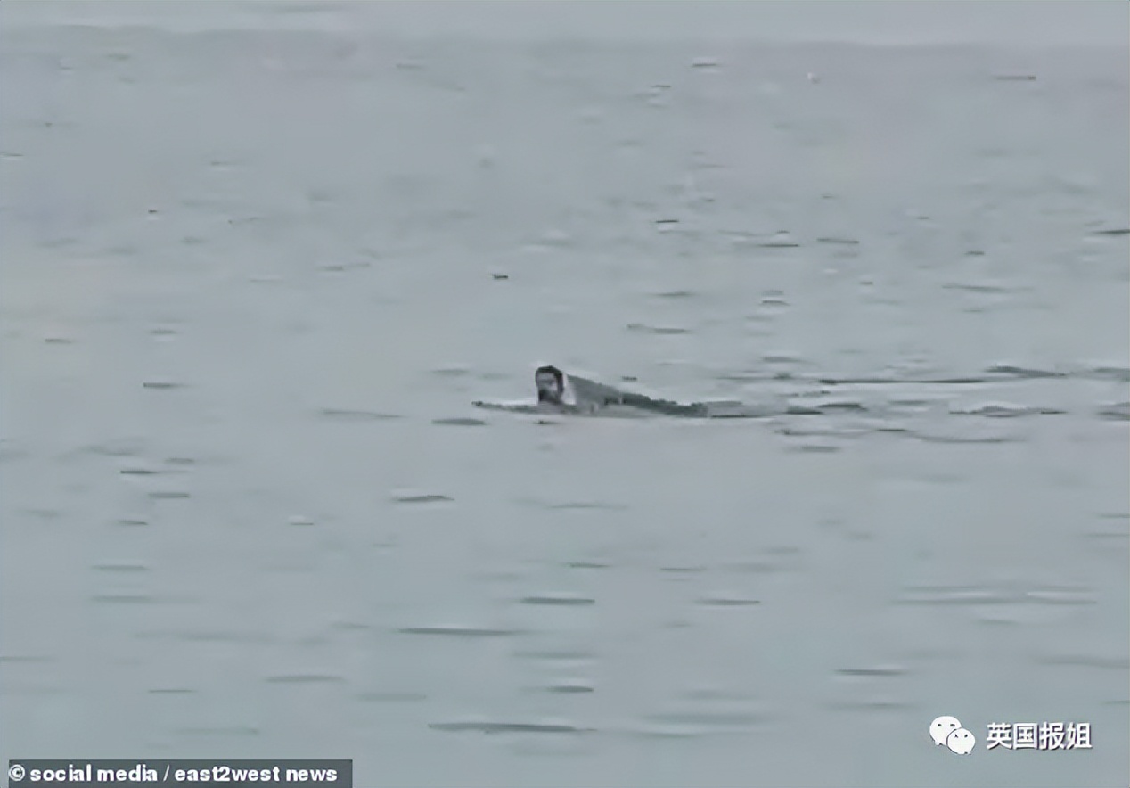 俄罗斯男子在海边被鲨鱼咬死,俄罗斯男子被鲨鱼咬死鲨鱼被捕