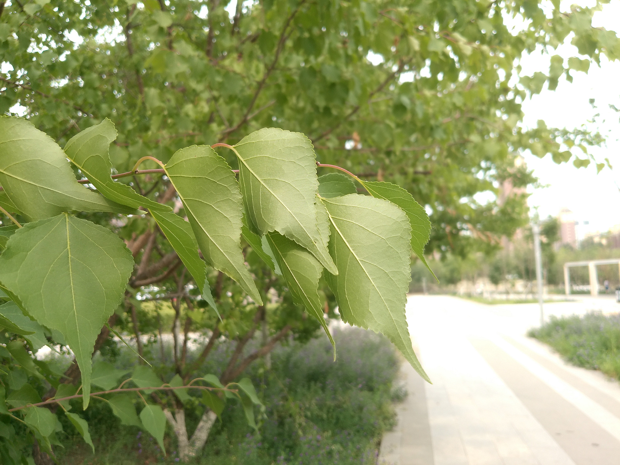 松典dc201相机评测,松典dc201相机优缺点