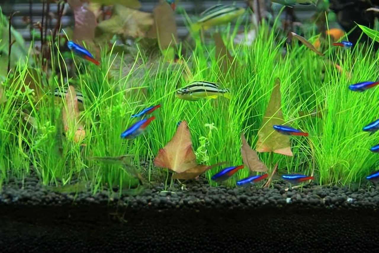 爱干净的人，家里别养4种“脏脏花”，会招虫子，越养越烦