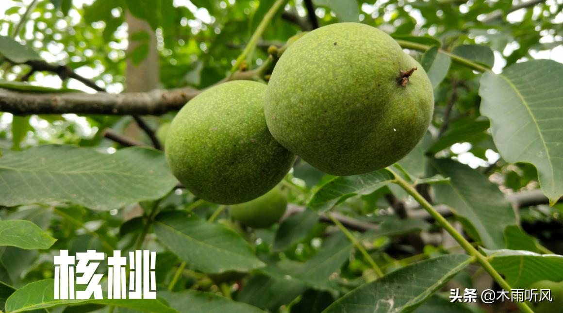 胡桃木与核桃木有区别吗,胡桃木属硬木还是软木