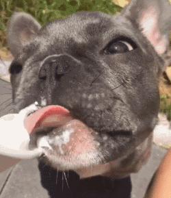 上班族适合养的狗,什么狗最合适小学生新手养也便宜