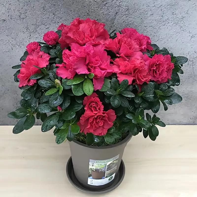 花卉市场的花有什么猫腻,为什么花市的花卉株型特别好