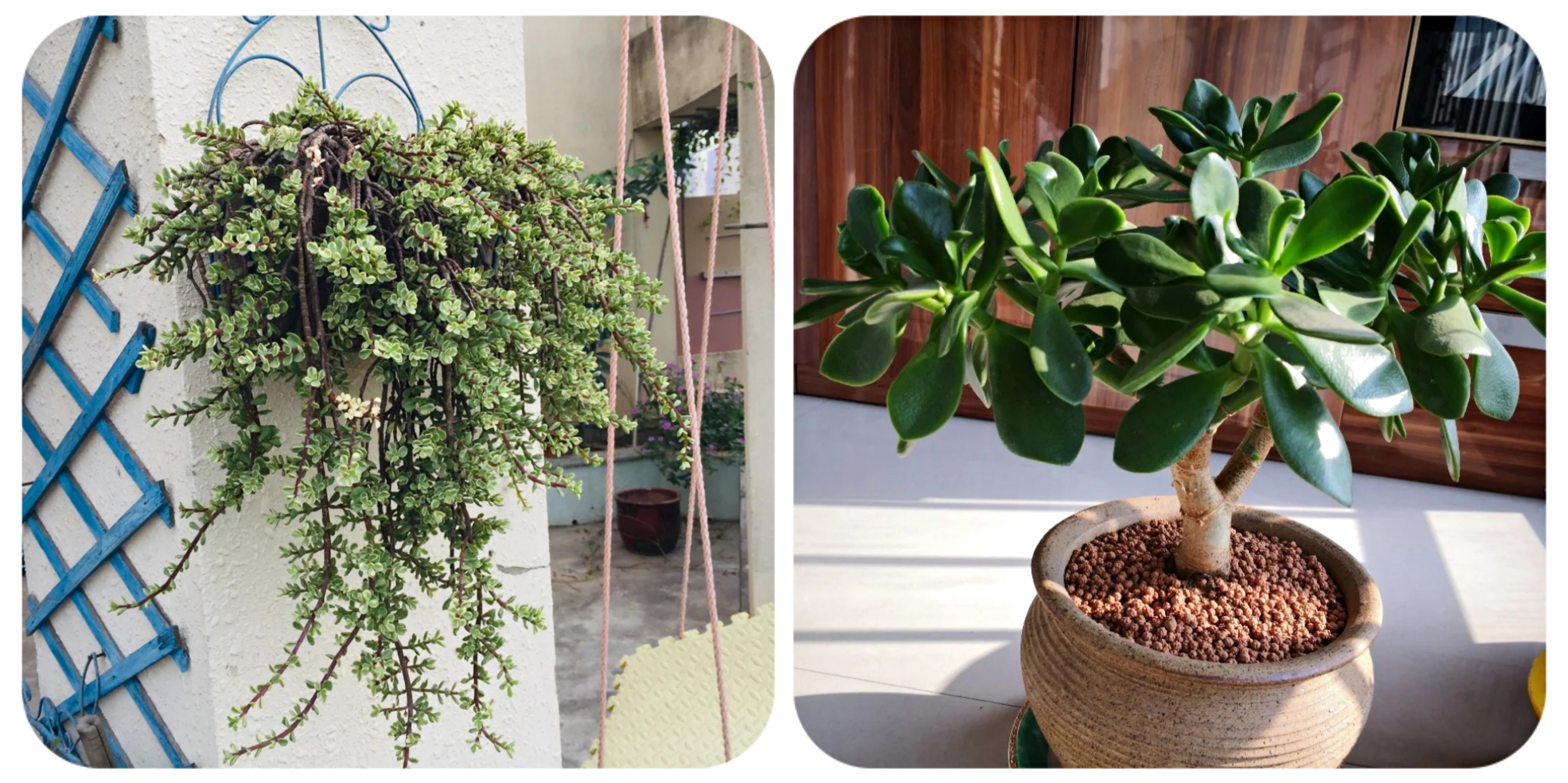 阳台上可以种什么蔬果,阳台上适合种的蔬果