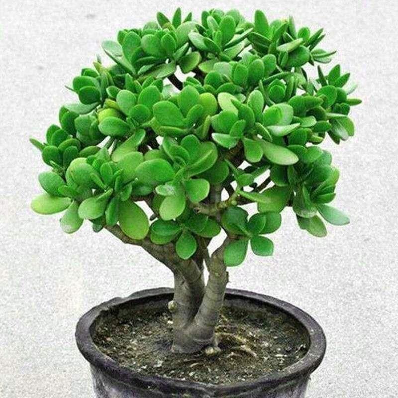 客厅有树十有九富家里养一盆,客厅养树十有九富