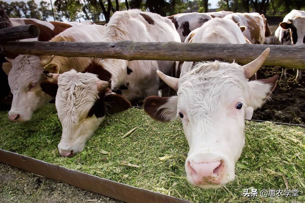 饲料价格行情2021年,今日全国最新饲料价格查询