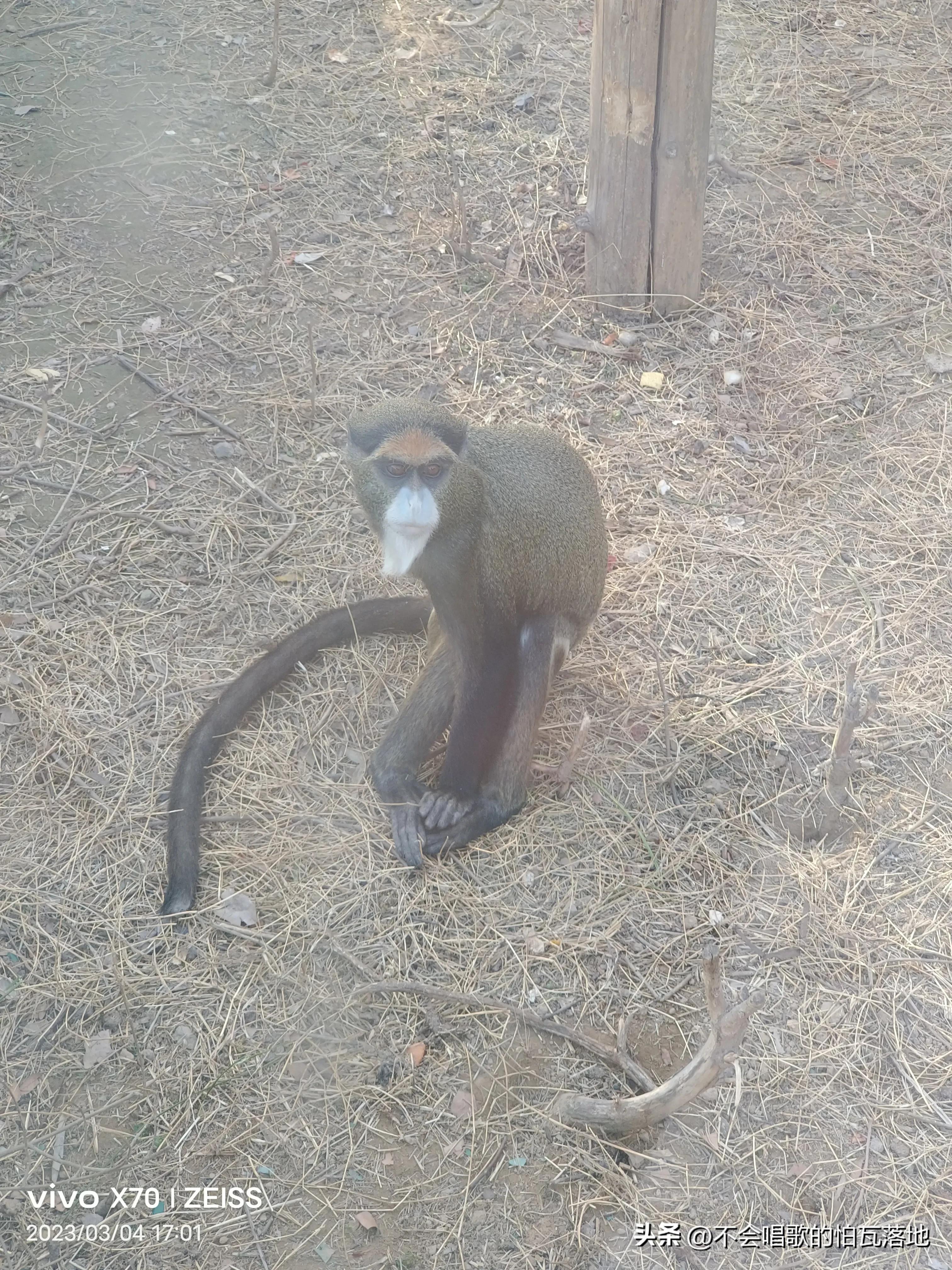 郑州动物园介绍一日游,郑州市动物园正常游览时间