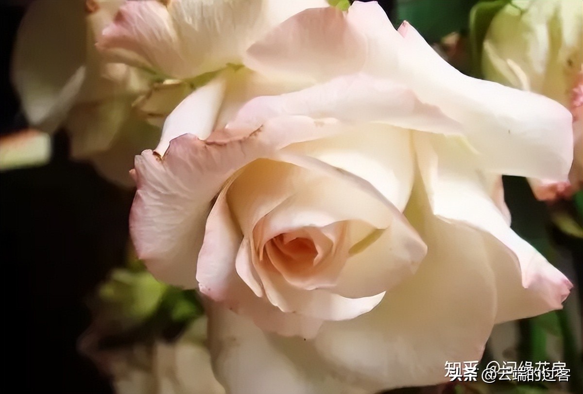 1到99朵玫瑰的含义图片,1到99朵玫瑰花语是什么