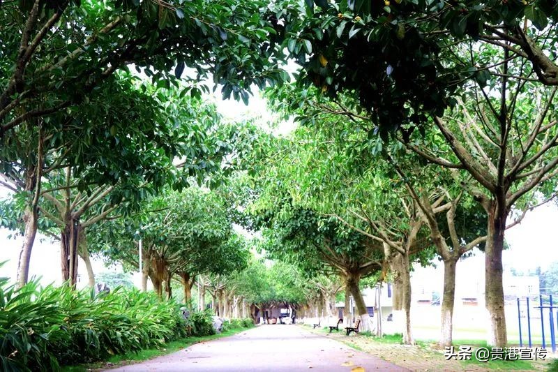 大圩二中06届,大圩二中运动会