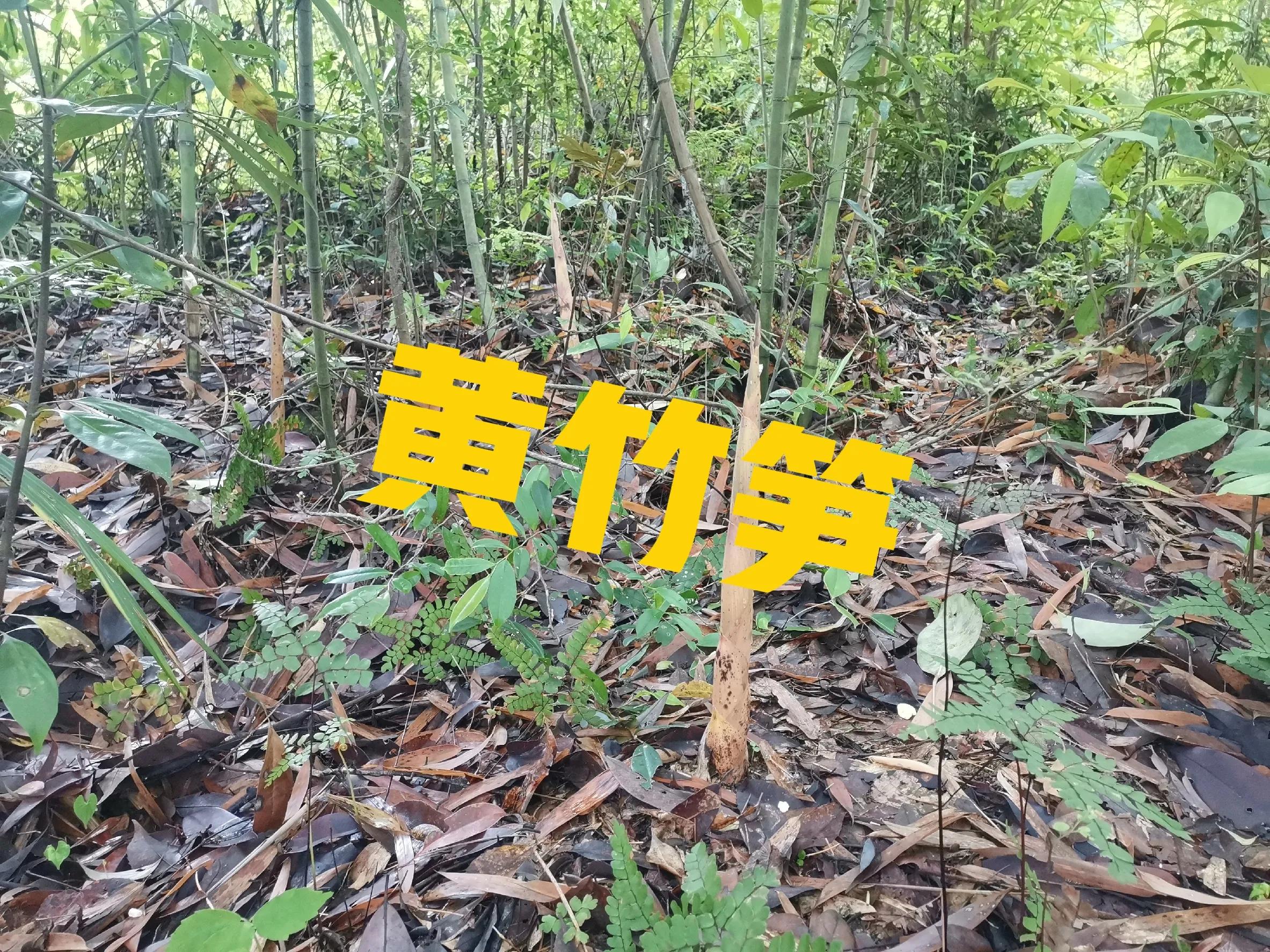 野生竹笋干是怎样做成的,野生竹笋能做干笋吗