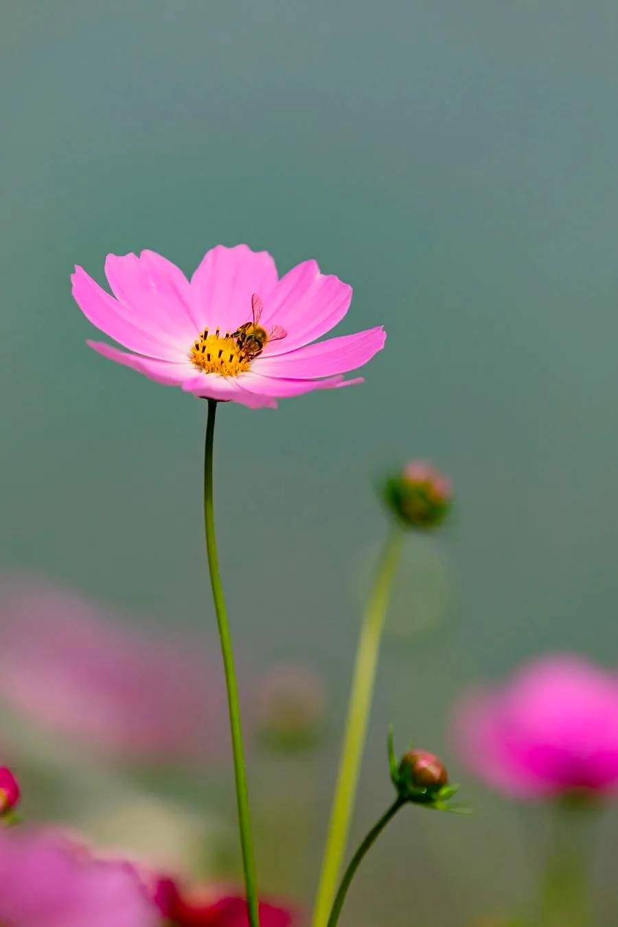 最漂亮迷人的格桑花盛开在绿草上,初冬的格桑花依然娇艳