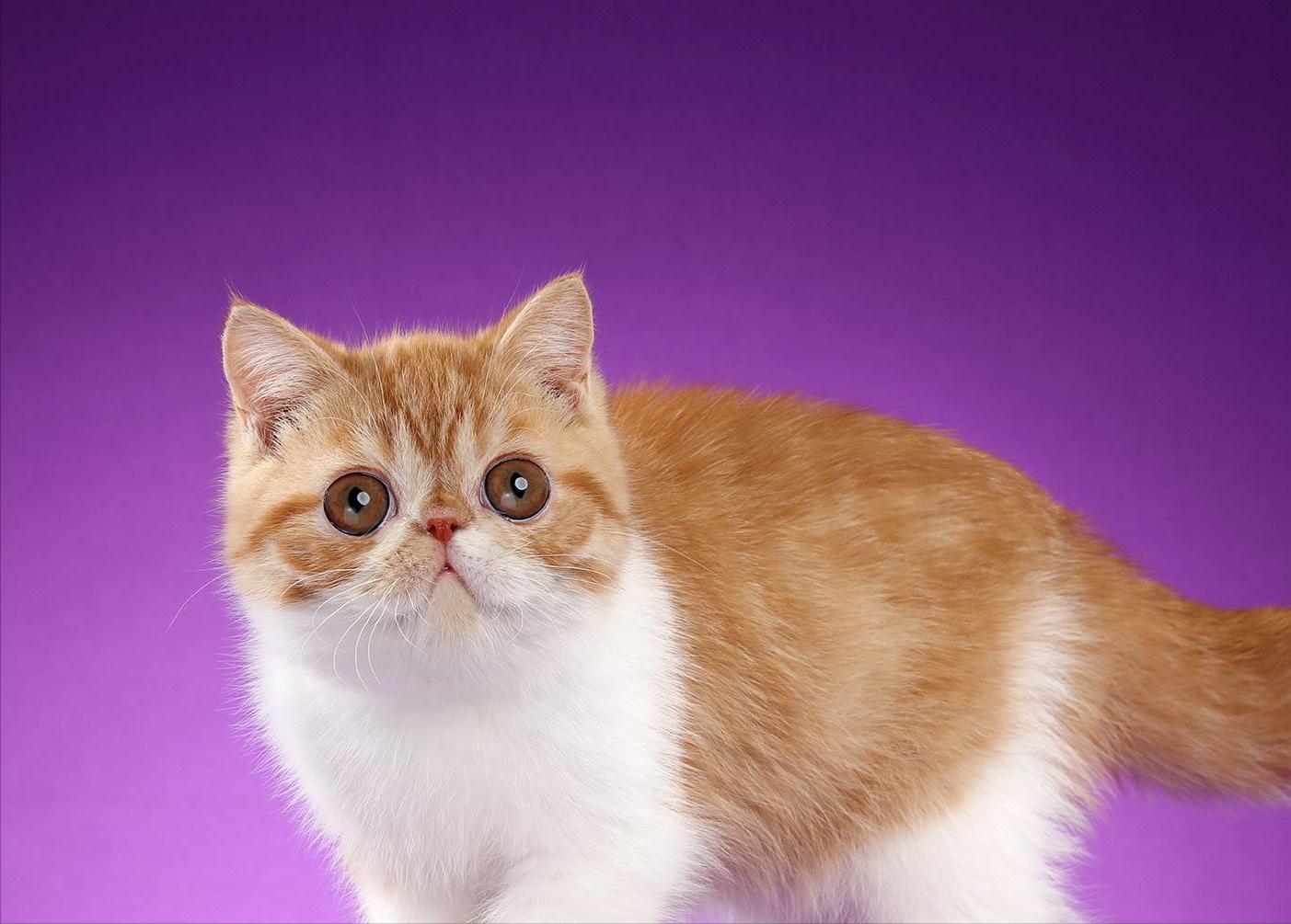 加菲猫最贵的品种,加菲猫为什么不建议购买