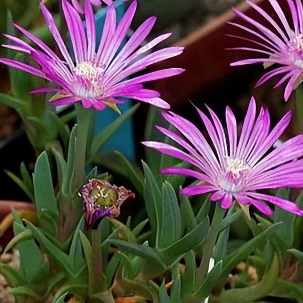 102个大类近500个多肉植物图片，都极其美丽，建议在家中也养一盆