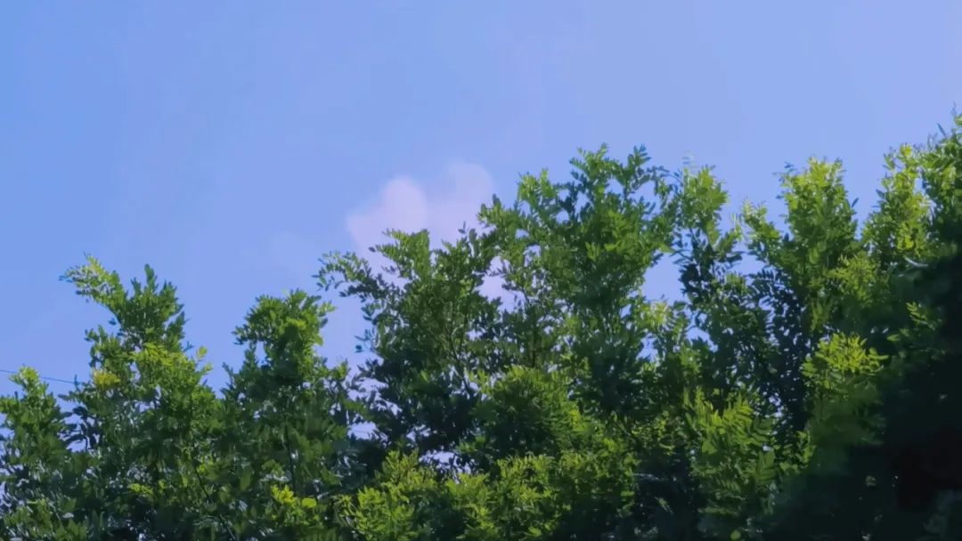 二十四节气今日处暑暑气散秋意浓,二十四节气处暑过了后是什么节气