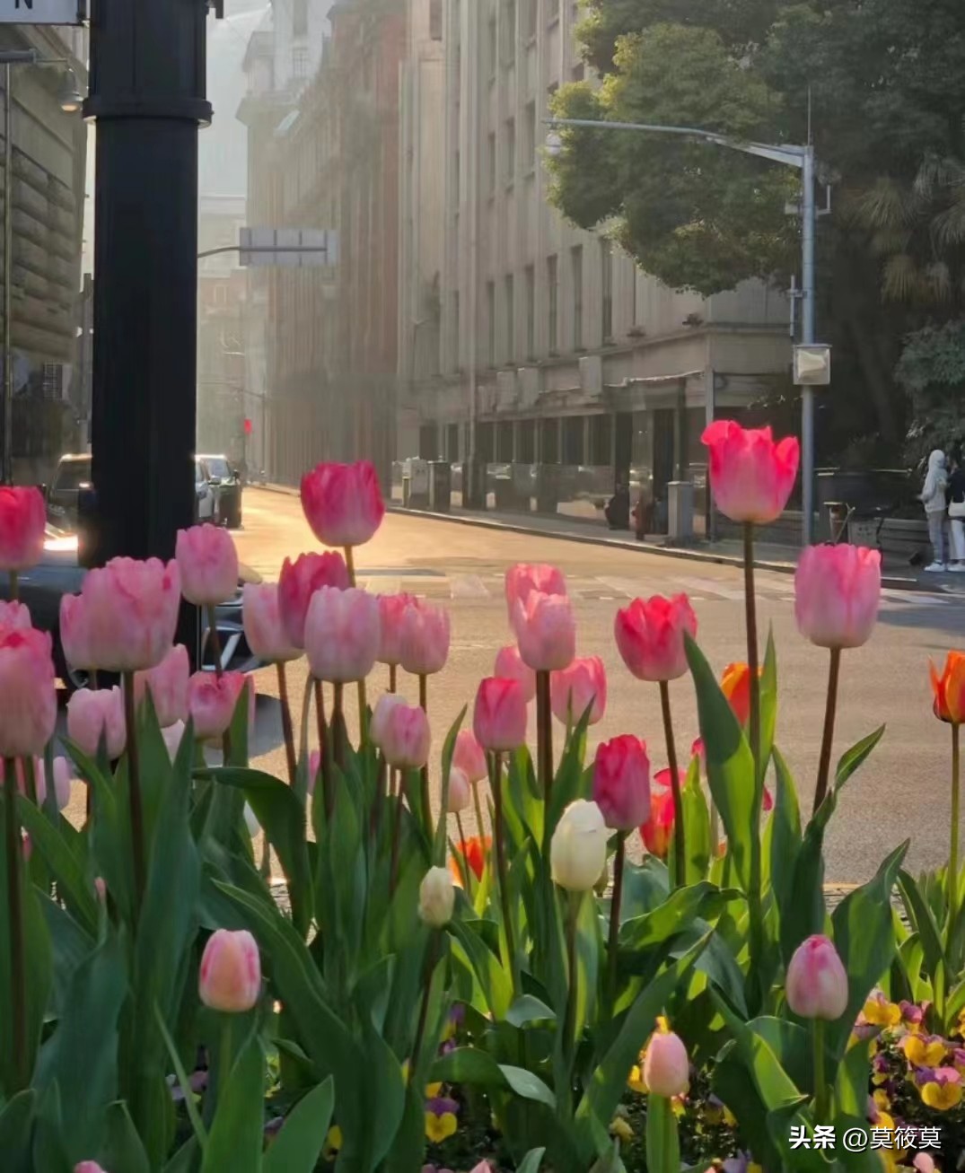 贵州省的省花叫什么名,贵州各个县的县花