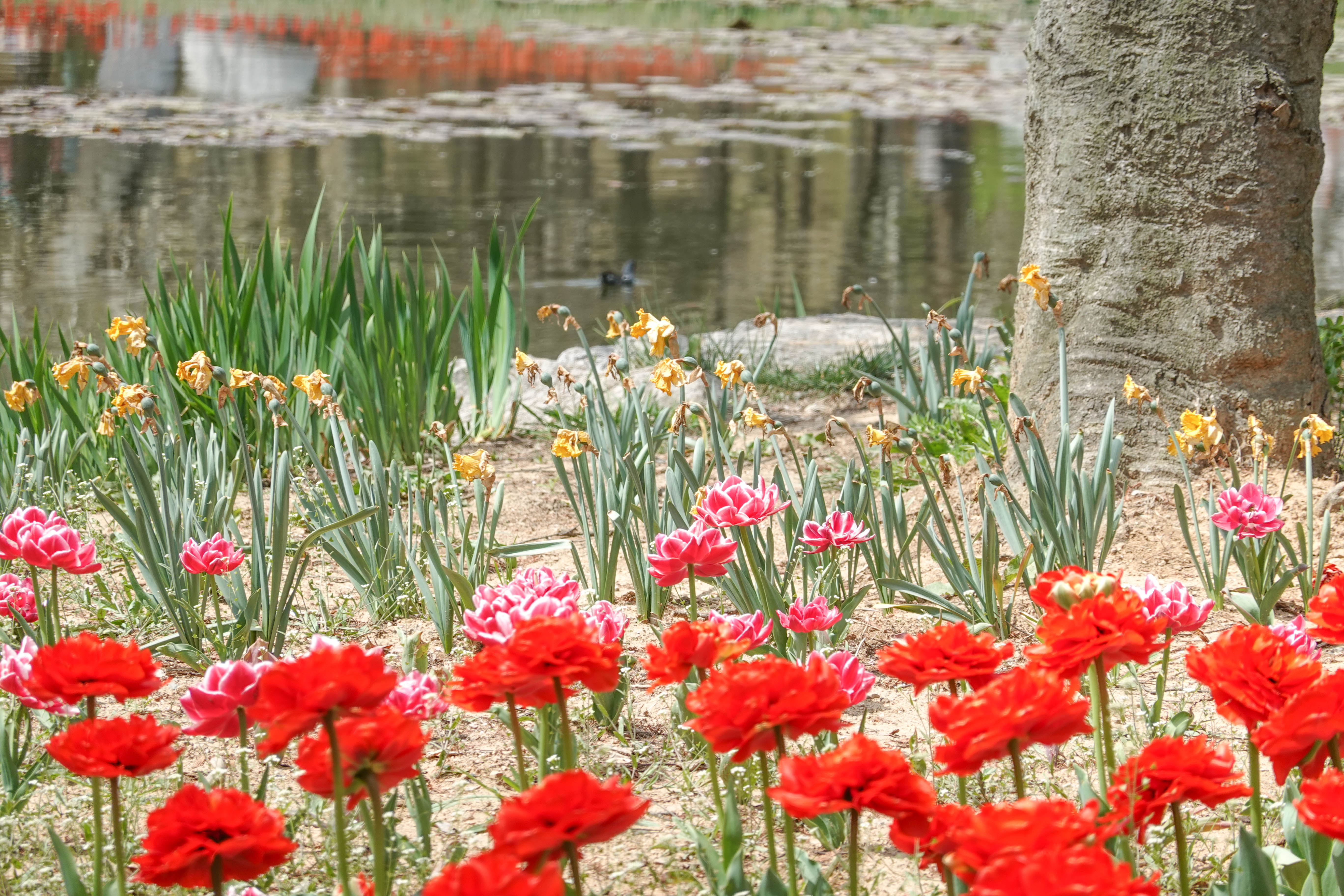 青岛中山公园赏花,青岛中山公园郁金香花海唯美浪漫