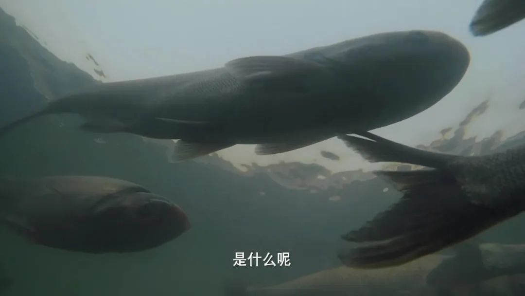 好物节辽宁,好物节真实惠