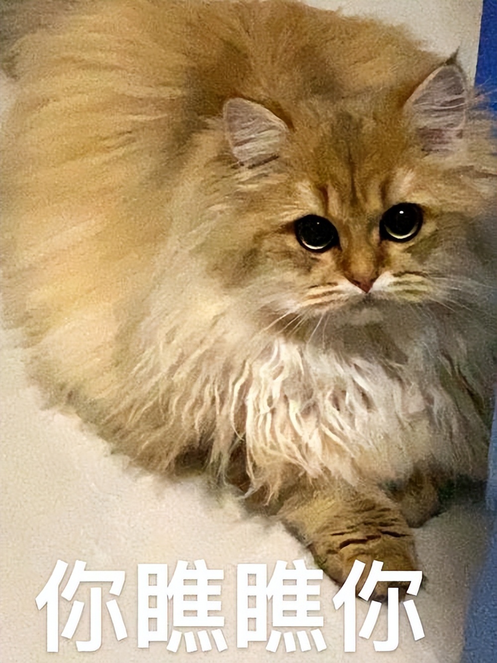 猫拉屎粘底怎么办,猫拉屎粘在尾巴上怎么清理