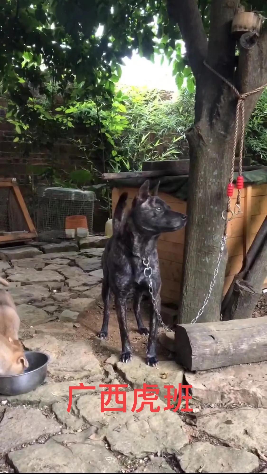 广东土狗和广西土狗的区别,两广土狗跟贵州土狗哪个更大