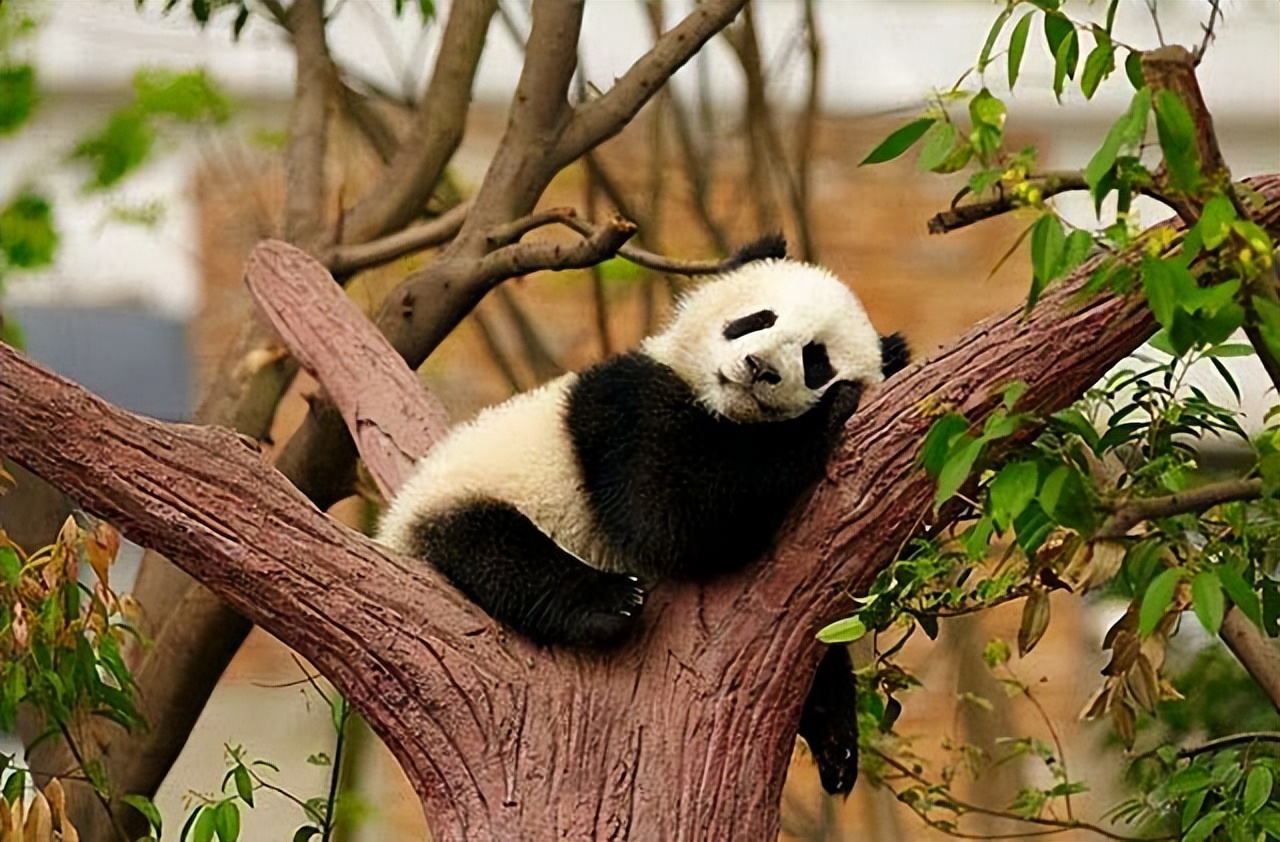 熊猫奇石价值上亿,青岛男子捡到熊猫奇石