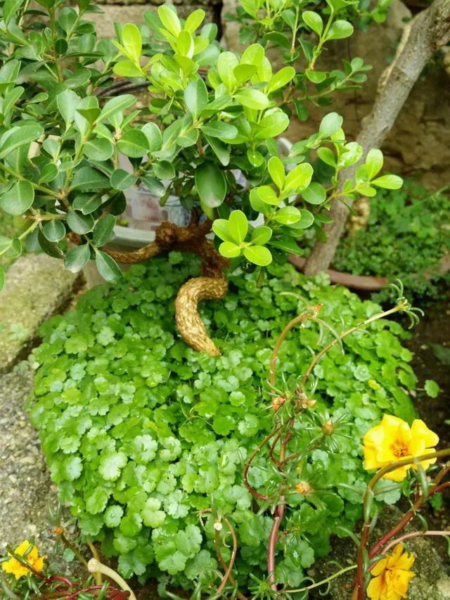 为什么碰含羞草会让毛发脱落,有含羞草需要注意什么