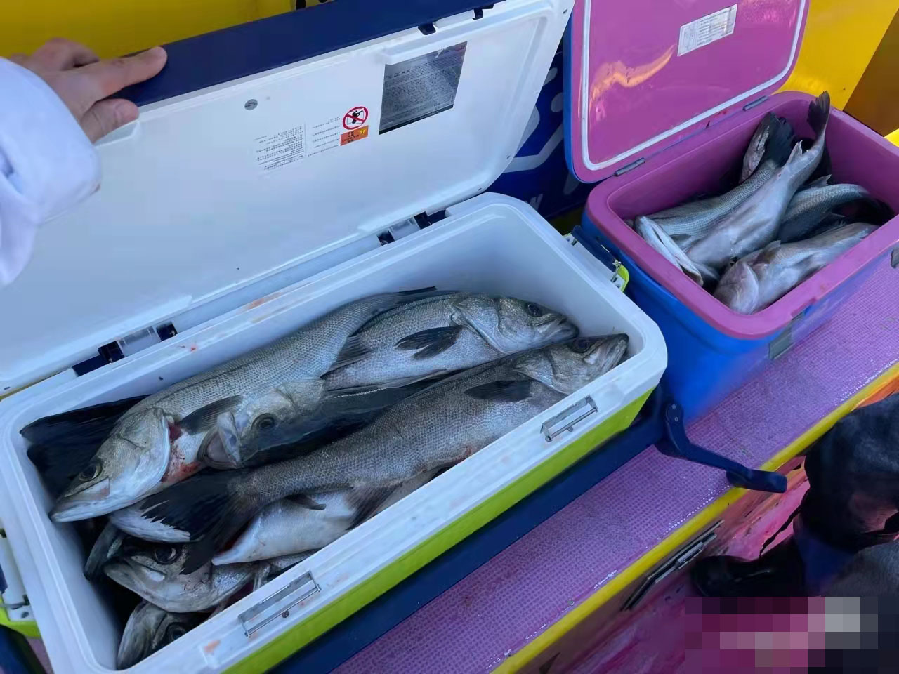 野钓选钓箱还是钓椅还是小钓台,纠结钓台是镂空还是平面好