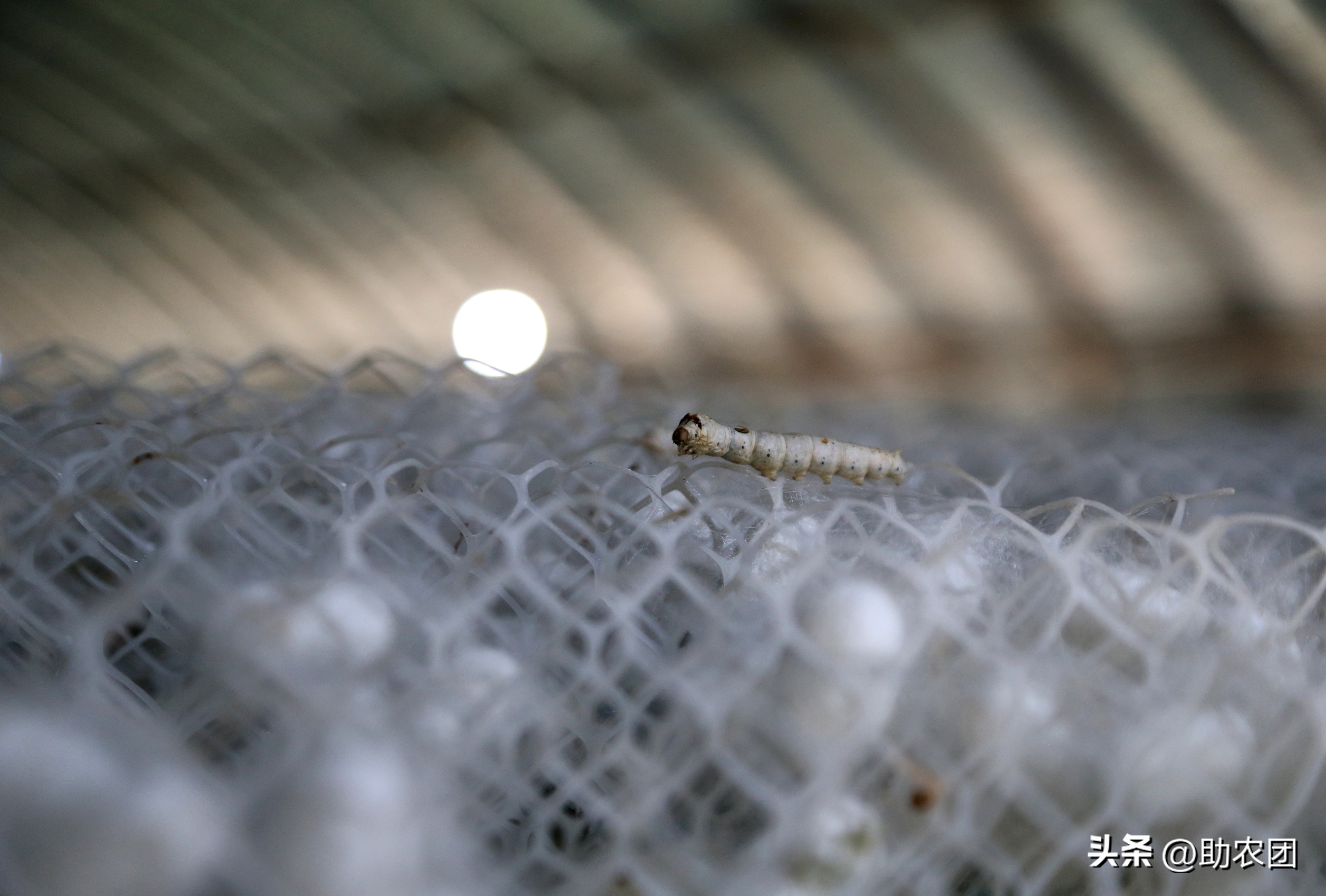 轮椅女孩开网店攒下70万返乡创业，租下150亩地养蚕能成功吗？