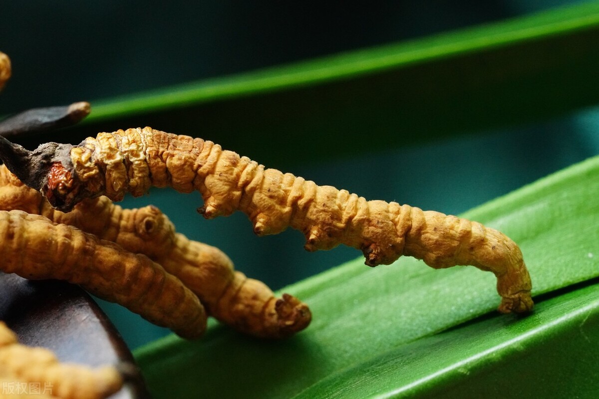 冬虫夏草发霉正常吗能吃吗,冬虫夏草发霉后还能吃吗