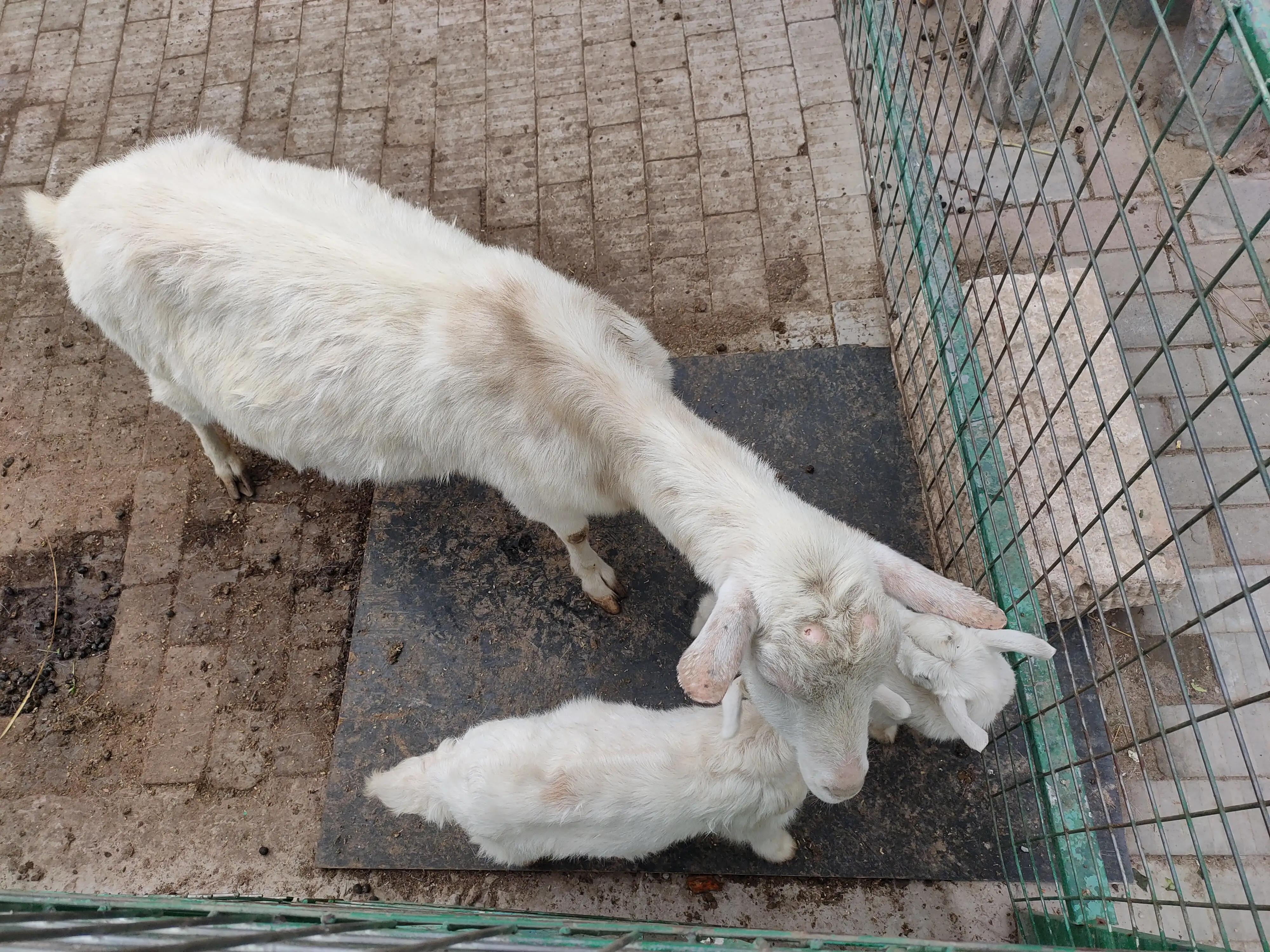 游动物园作文450字,游动物园有感作文