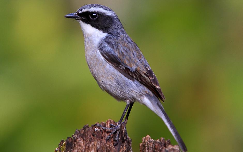 鸟儿大全高清图,高清珍稀鸟动态图片大全