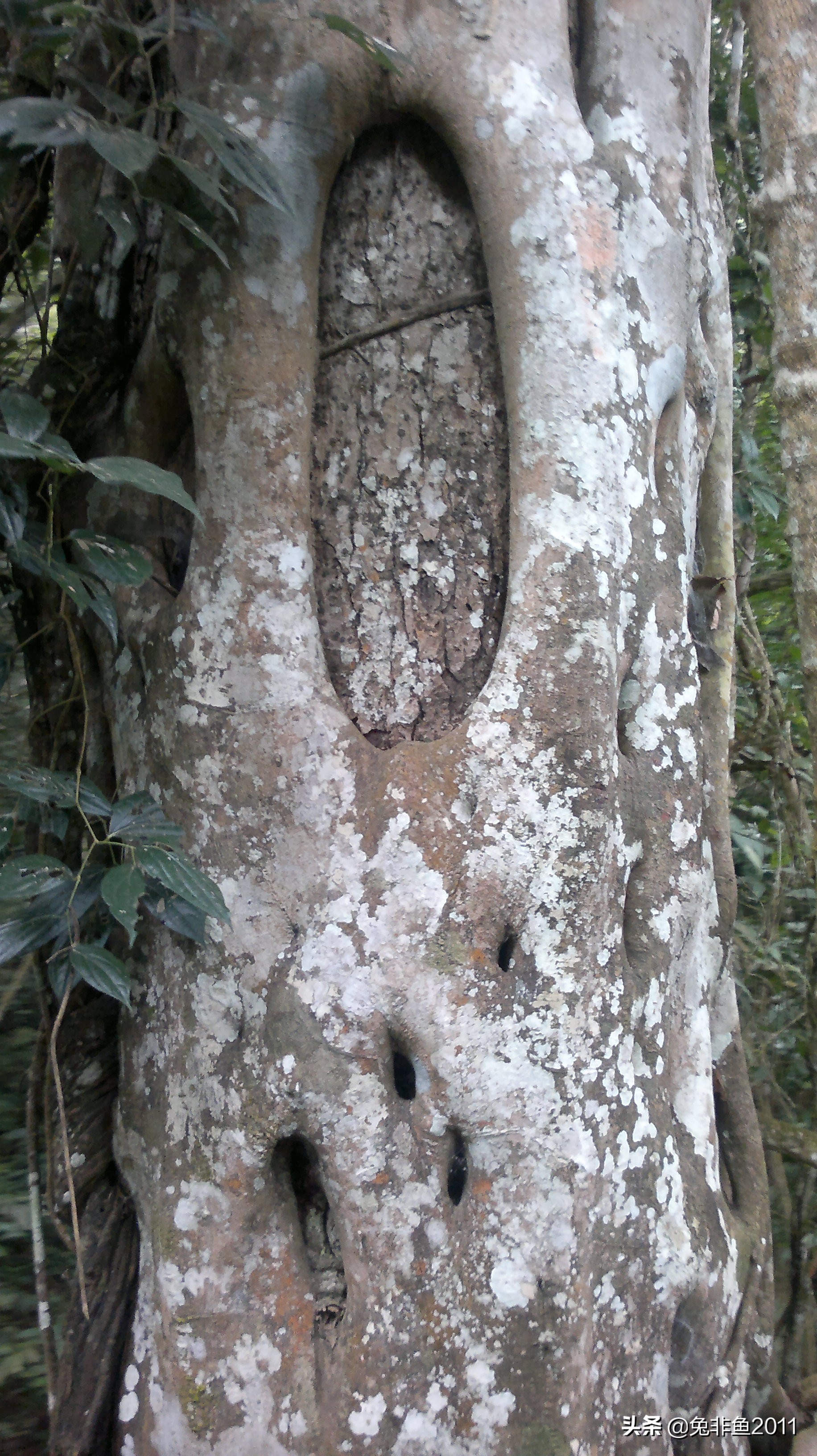 云南腾冲滇峰之旅,云南瑞丽中缅边境一日游