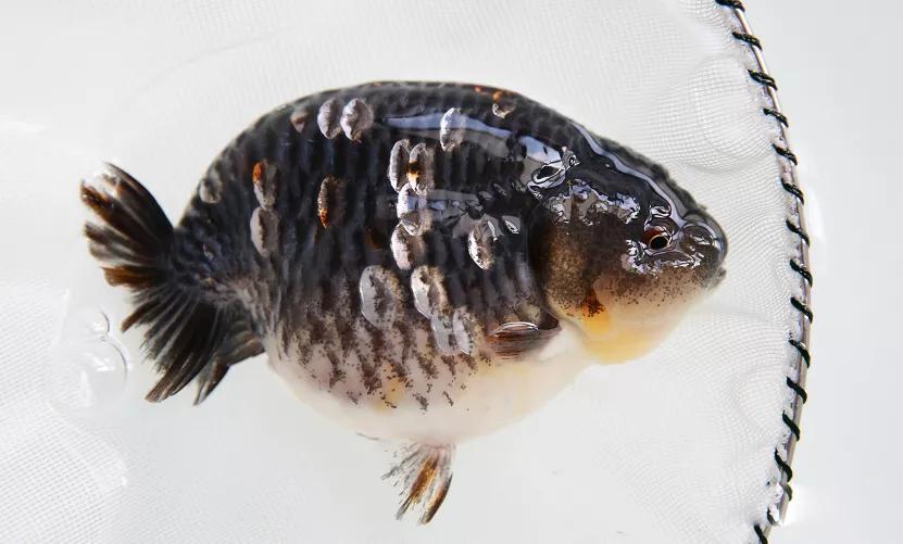 金鱼鳃病最佳治疗方法,金鱼菌鳃病必死无疑吗