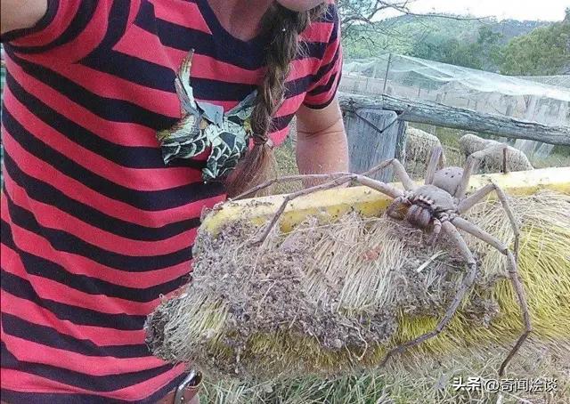 鬣狗捕食动物图片,鬣狗捕杀巨蟒