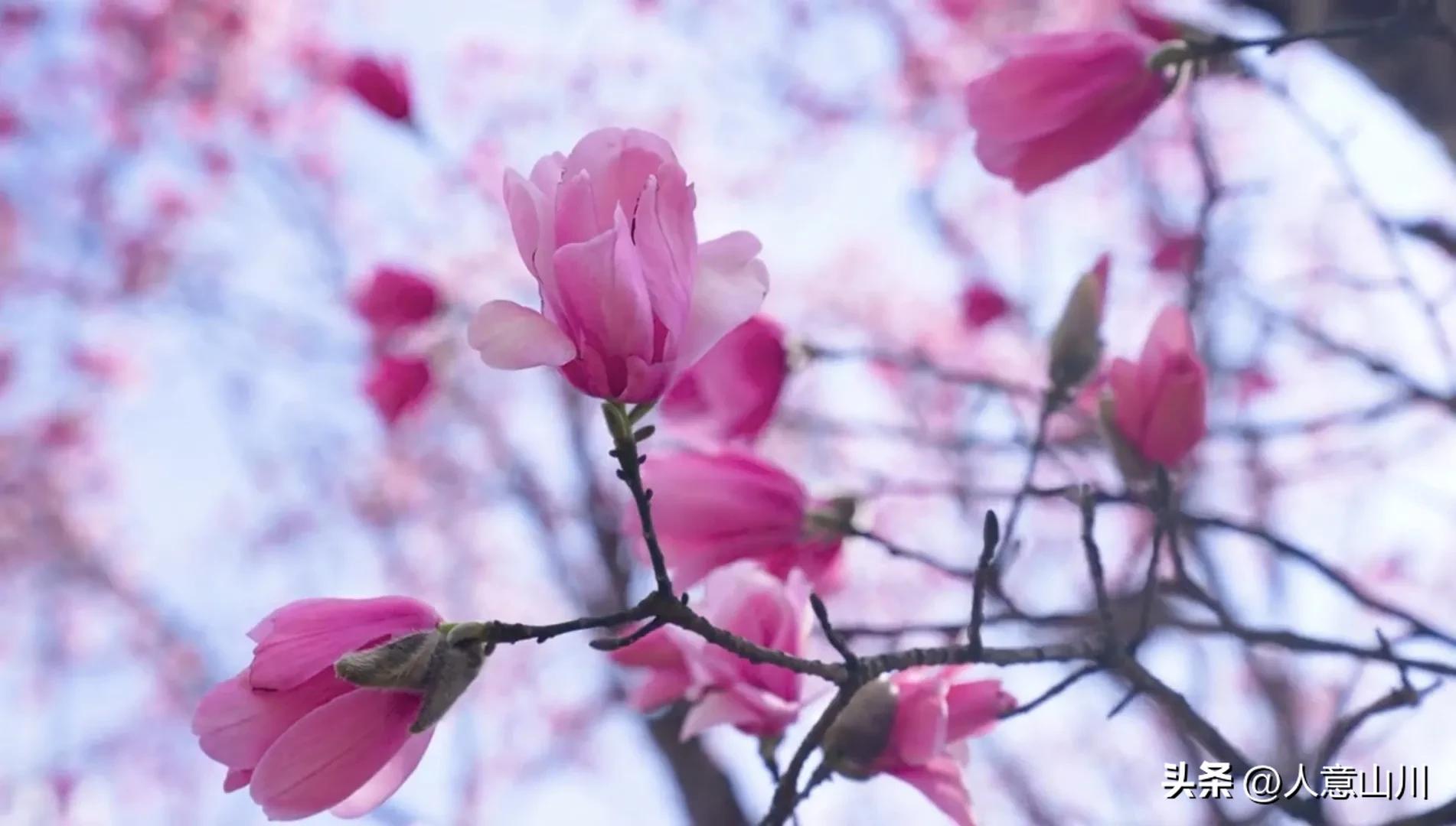 关于木兰花的故事,木兰花的故事
