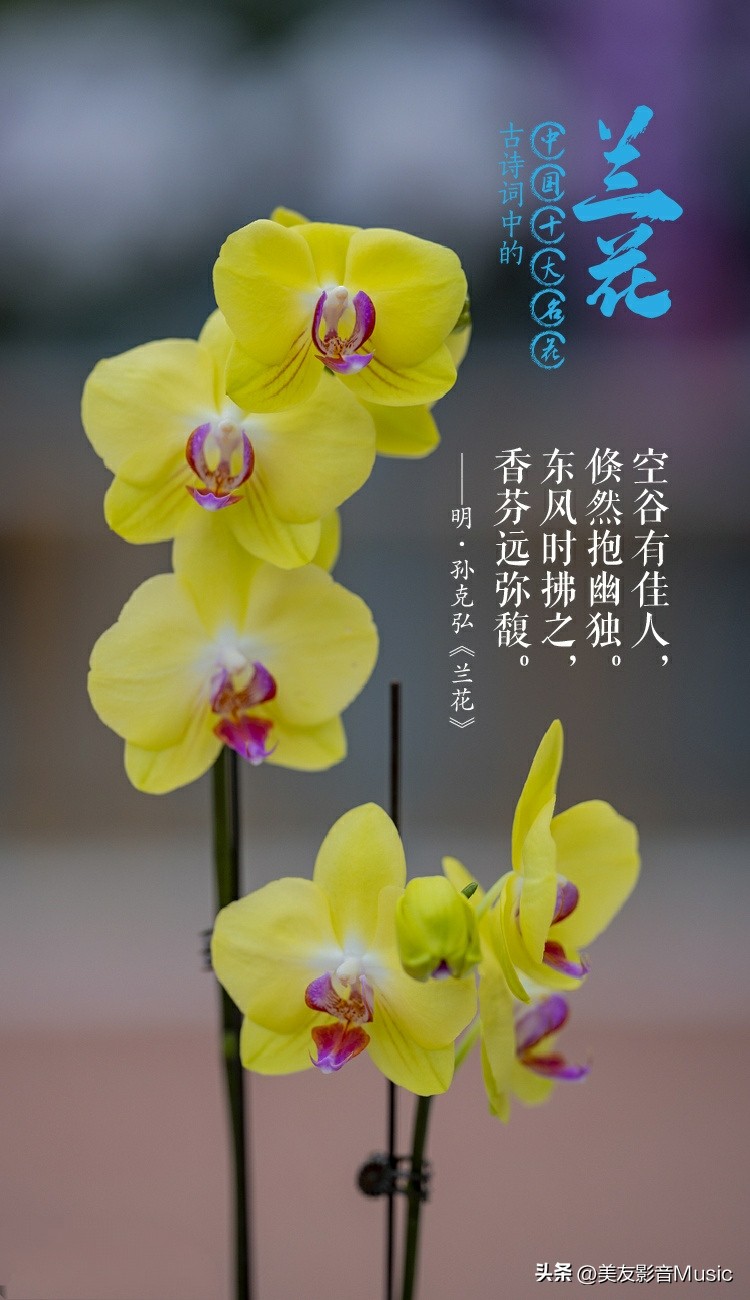 兰花的古诗和图片,诗情画意的兰花名字