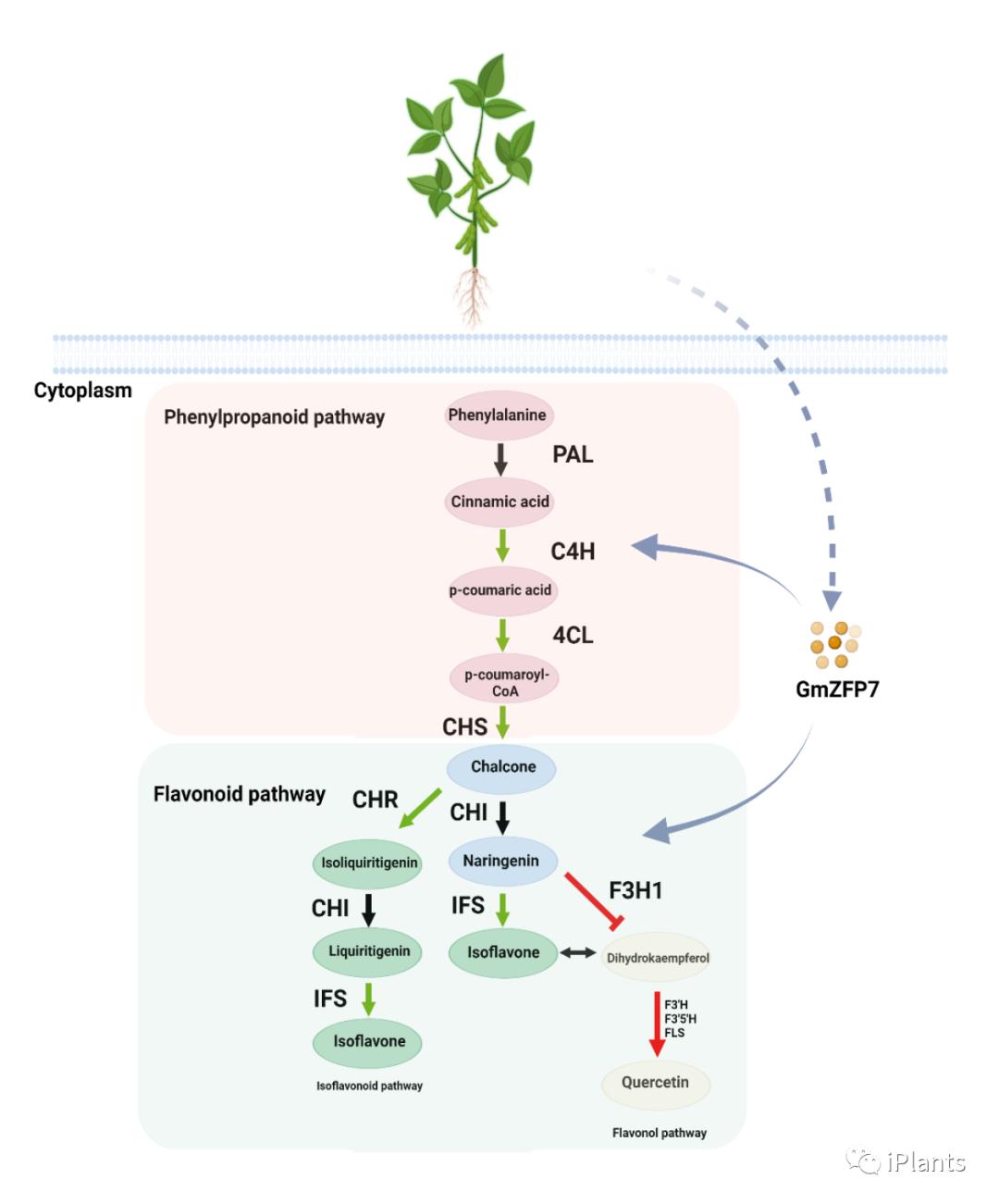 newphytologist褰卞搷鍥犲瓙,newphytologist