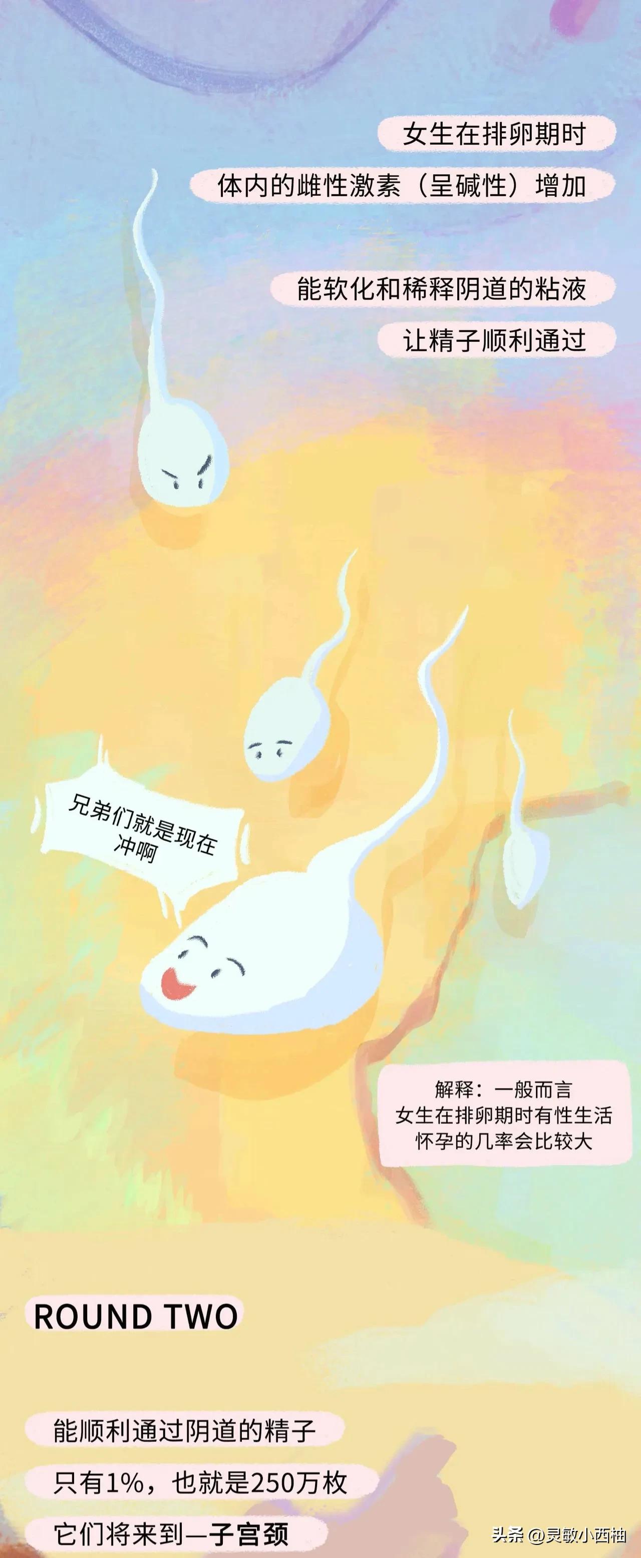 这就是精子进入女性体内的全过程，太神奇了！（漫画）