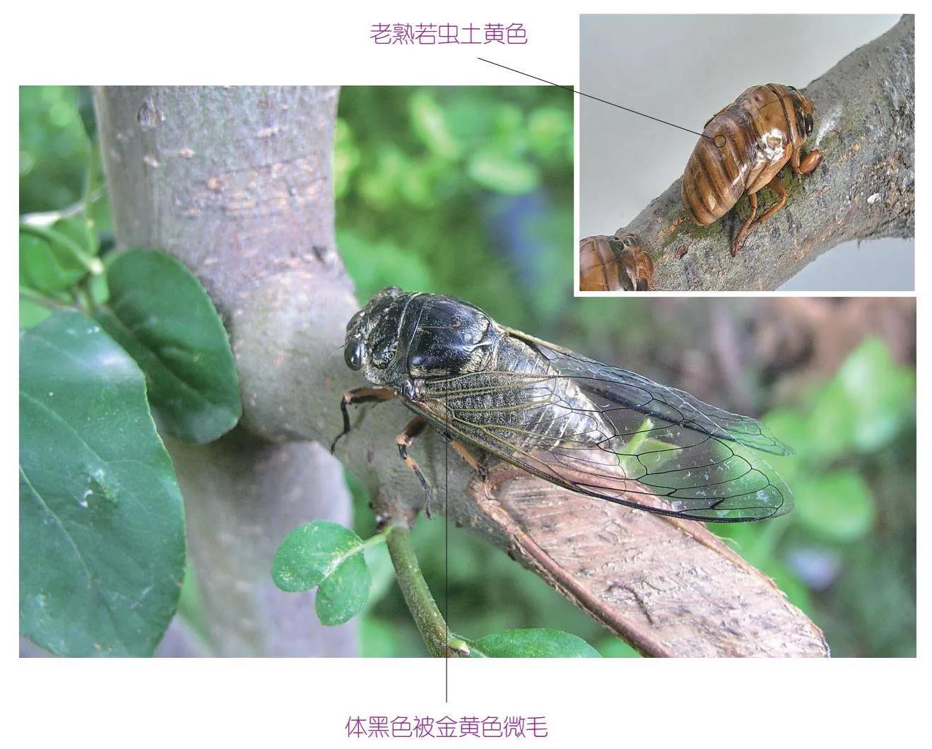 32种昆虫简介思维导图,32种食用植物