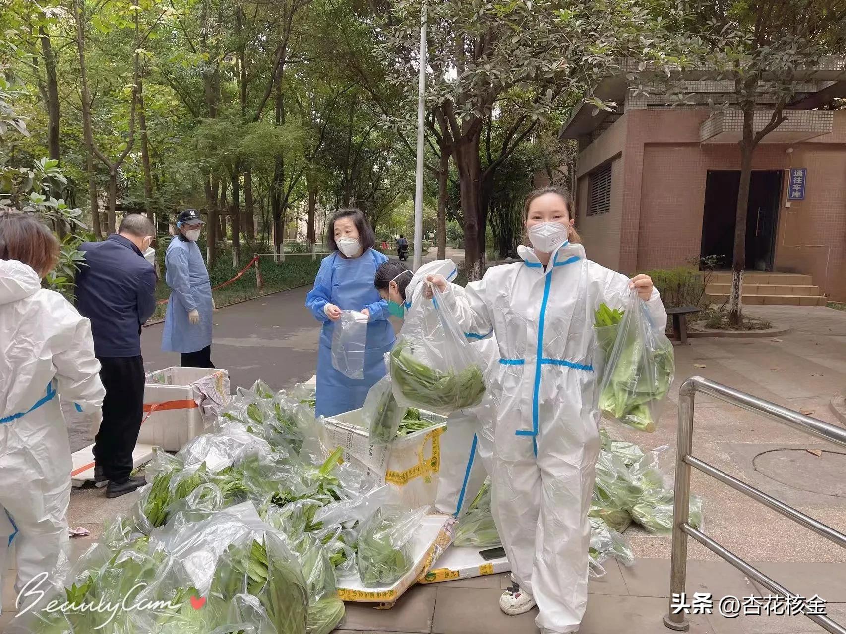 喜从天降！疫情围困中的天邻风景，突然长出9000斤油麦菜
