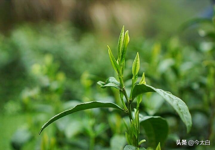 黄山毛峰第一家,黄山毛峰是文化遗产吗