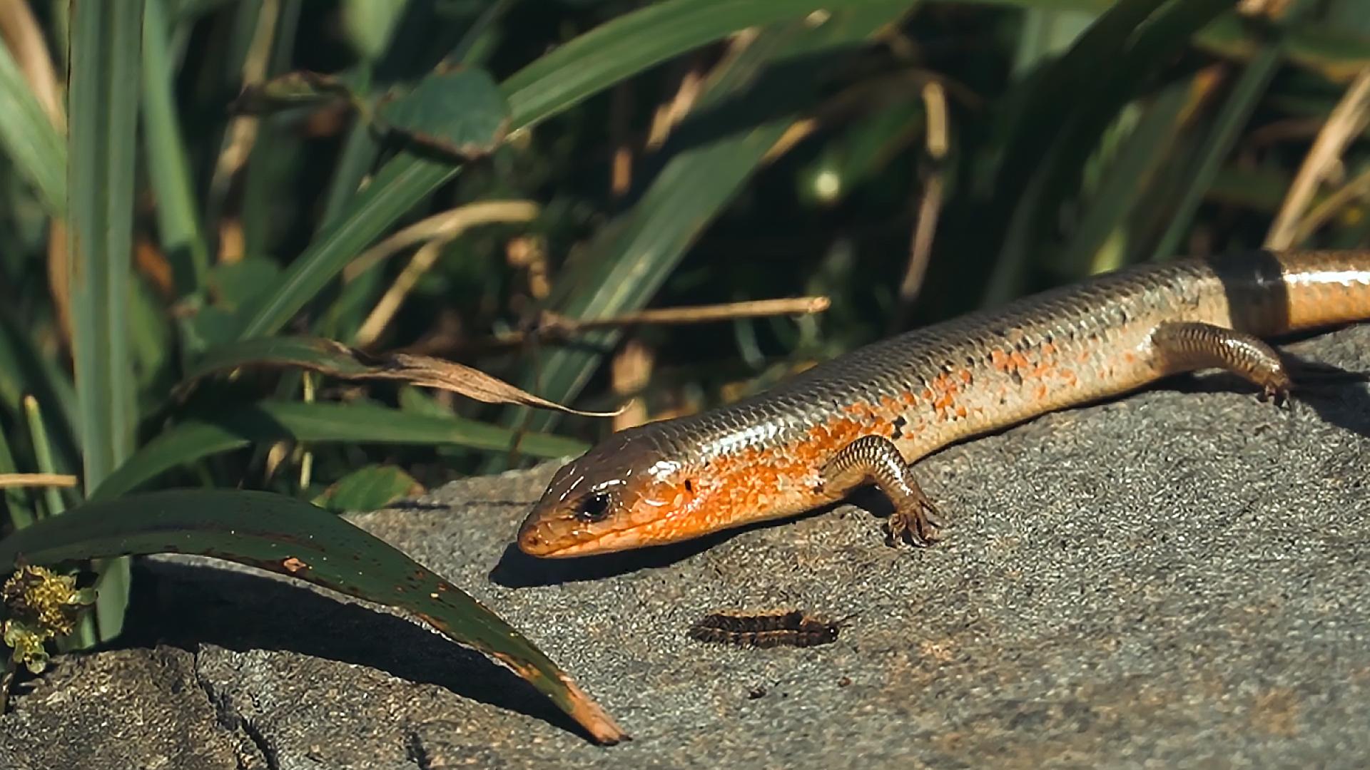 农村常见的蛇的克星,狗母蛇农村里有吗