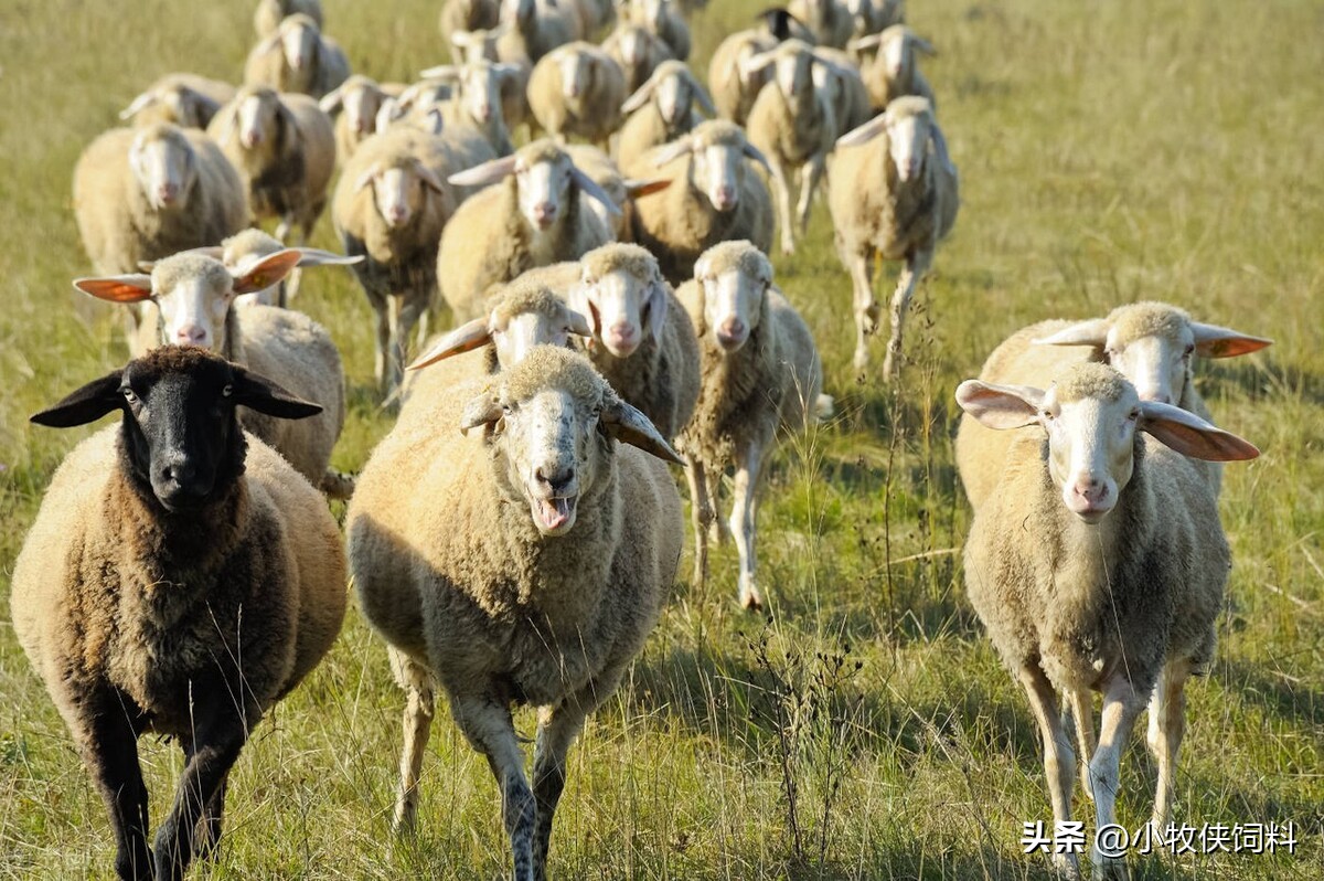 预防羊感冒喂什么药,羊感冒有什么症状治疗方法