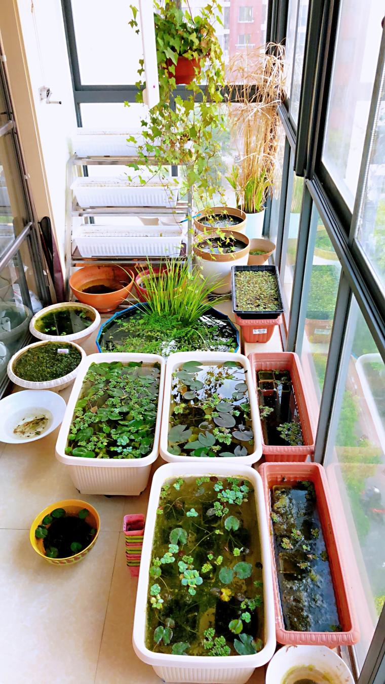 95后广东小伙痴迷睡莲育种,95后小伙痴迷睡莲育种