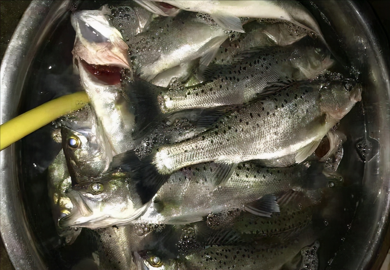 鲈鱼泛滥成灾怎么办,江苏野钓淡水鲈鱼