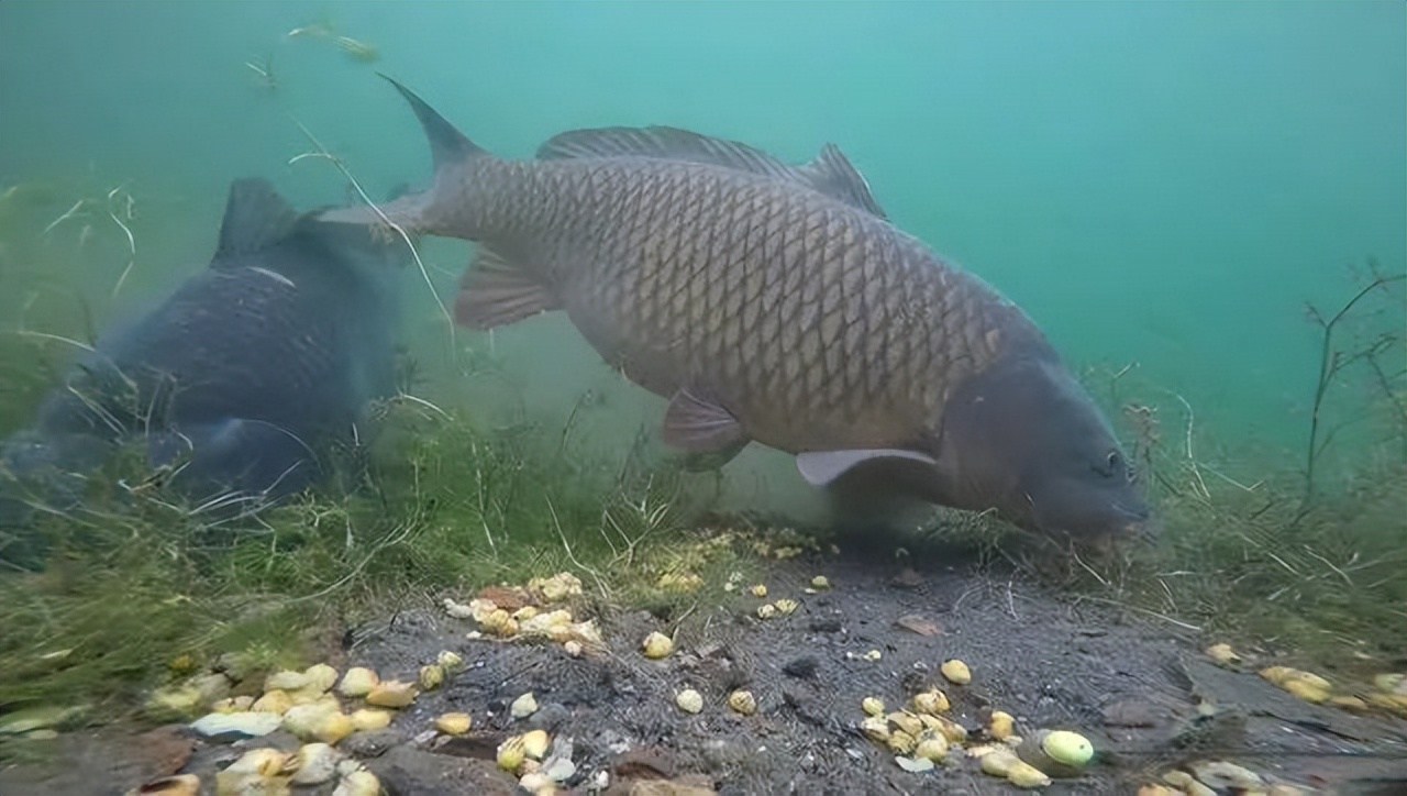 实拍合江门：成群肥硕大鱼聚集岸边，长江离鱼多成灾还有多远？