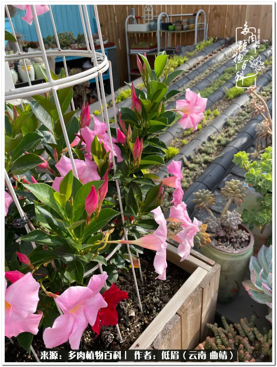 养了8年的多肉,养了七年多肉