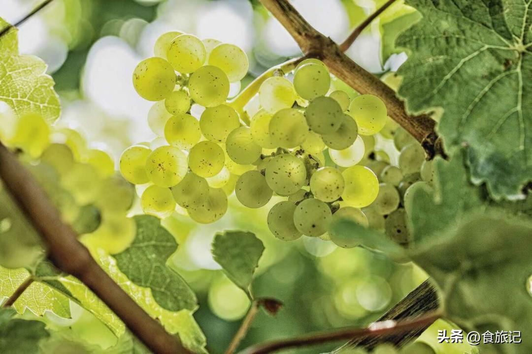 德国捡漏古董,德国出名的酒庄