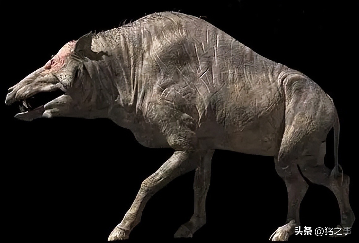 揭秘猪的秘密,猪的由来是啥