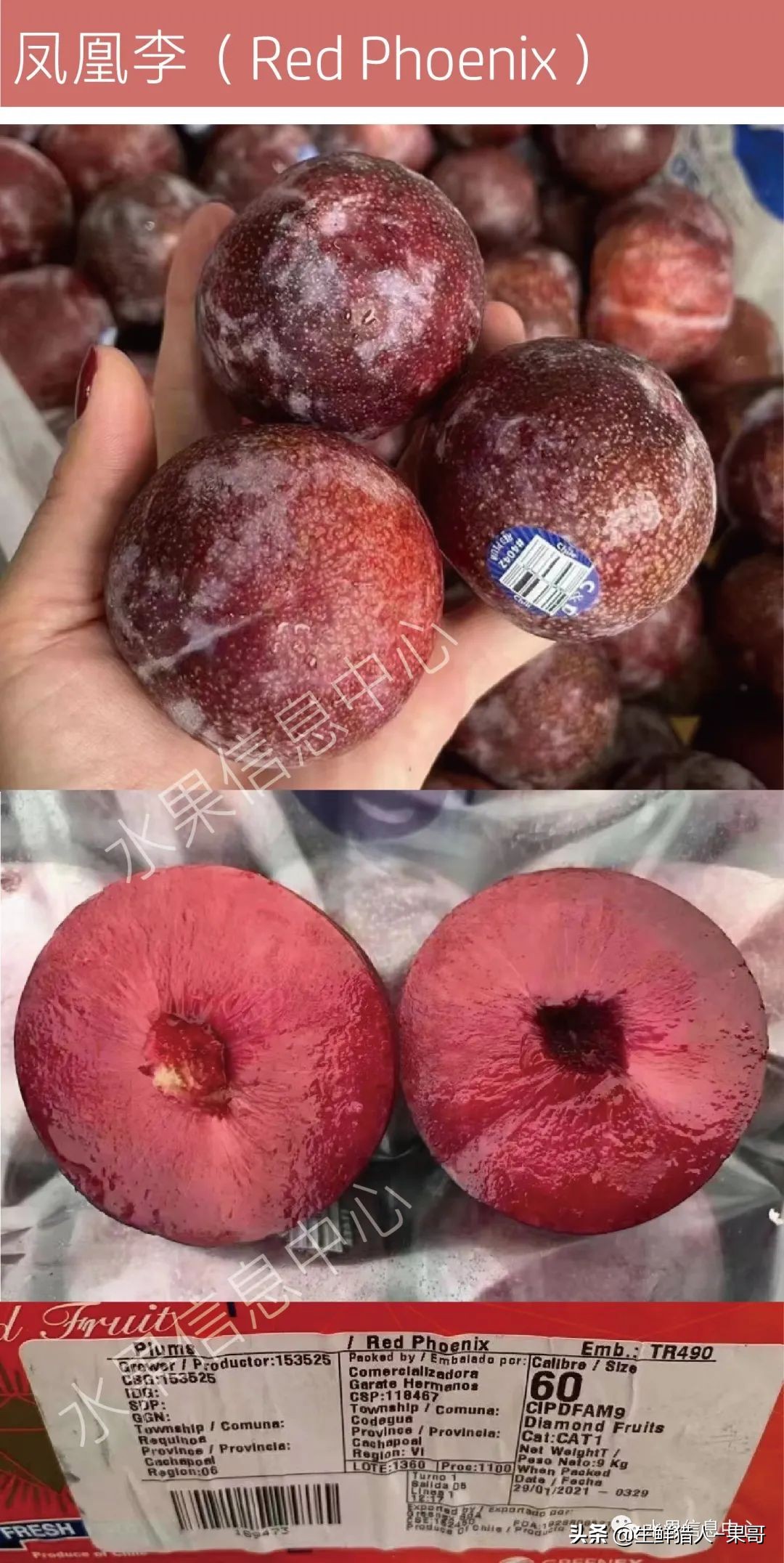 珠宝李与太阳李的区别,樱桃李和珠宝李的区别